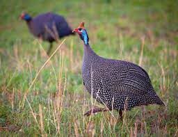 Guinea fowl