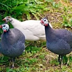 Guinea Fowls