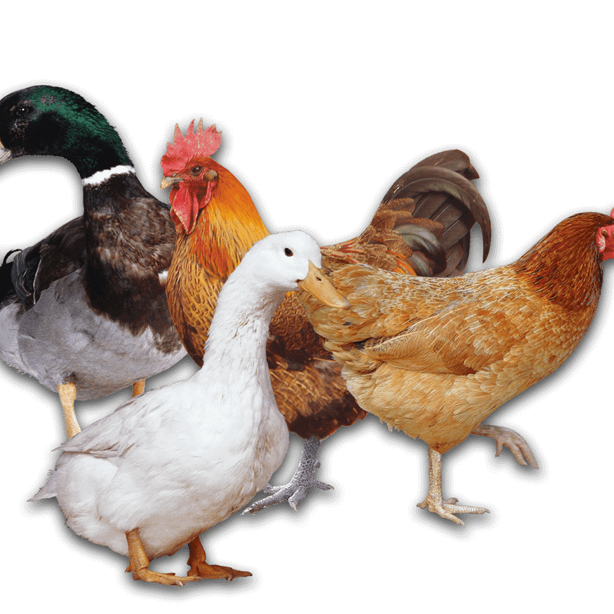 Poultry 